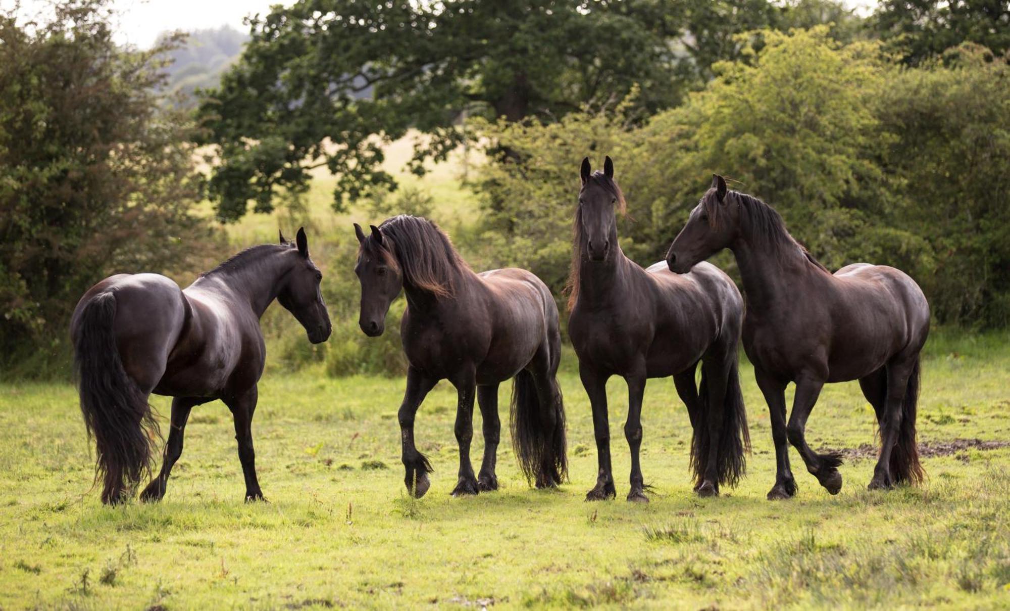 Greenbank Farm Holidays Cartmel Buitenkant foto